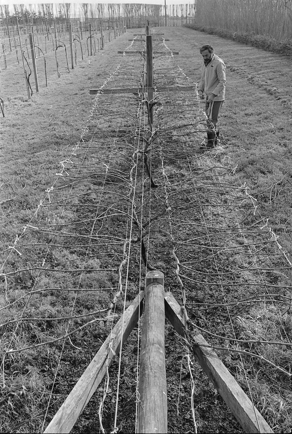 David Jackson training grapevines, Lincoln College vineyard, 16 September 1979 01