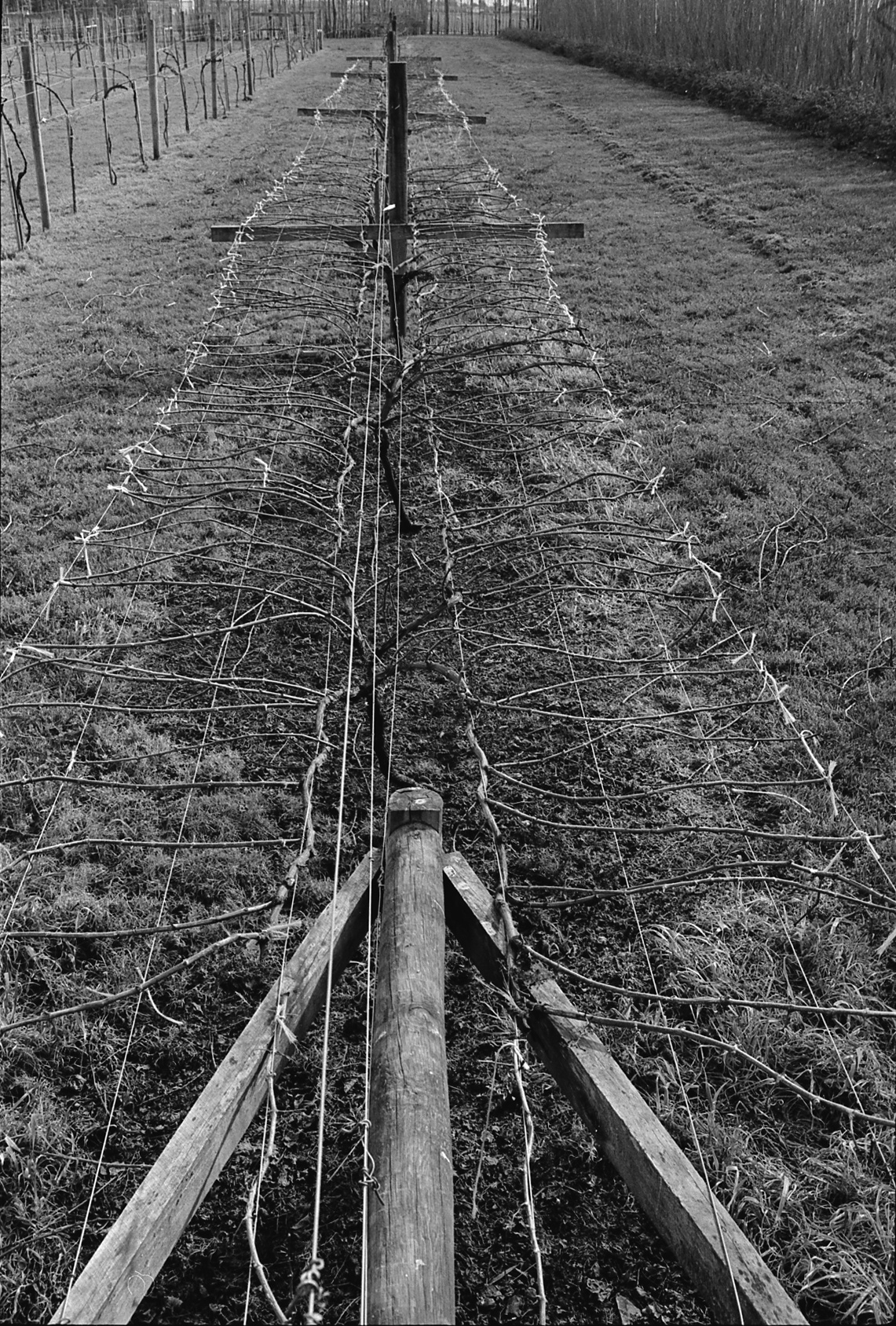David Jackson training grapevines, Lincoln College vineyard, 16 September 1979 02