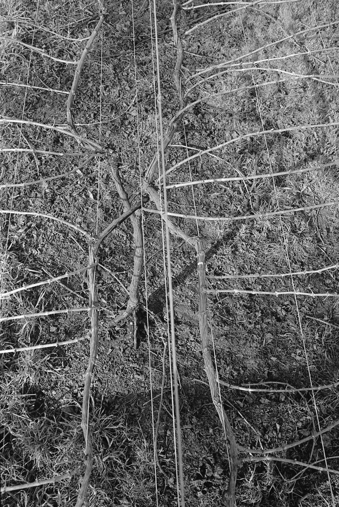 David Jackson training grapevines, Lincoln College vineyard, 16 September 1979 05