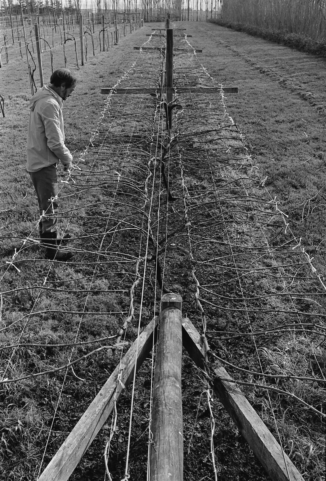 David Jackson training grapevines, Lincoln College vineyard, 16 September 1979 04
