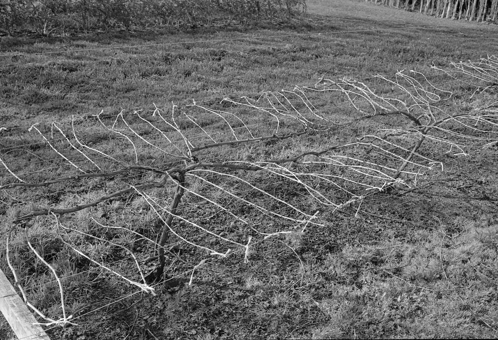 David Jackson training grapevines, Lincoln College vineyard, 16 September 1979 06