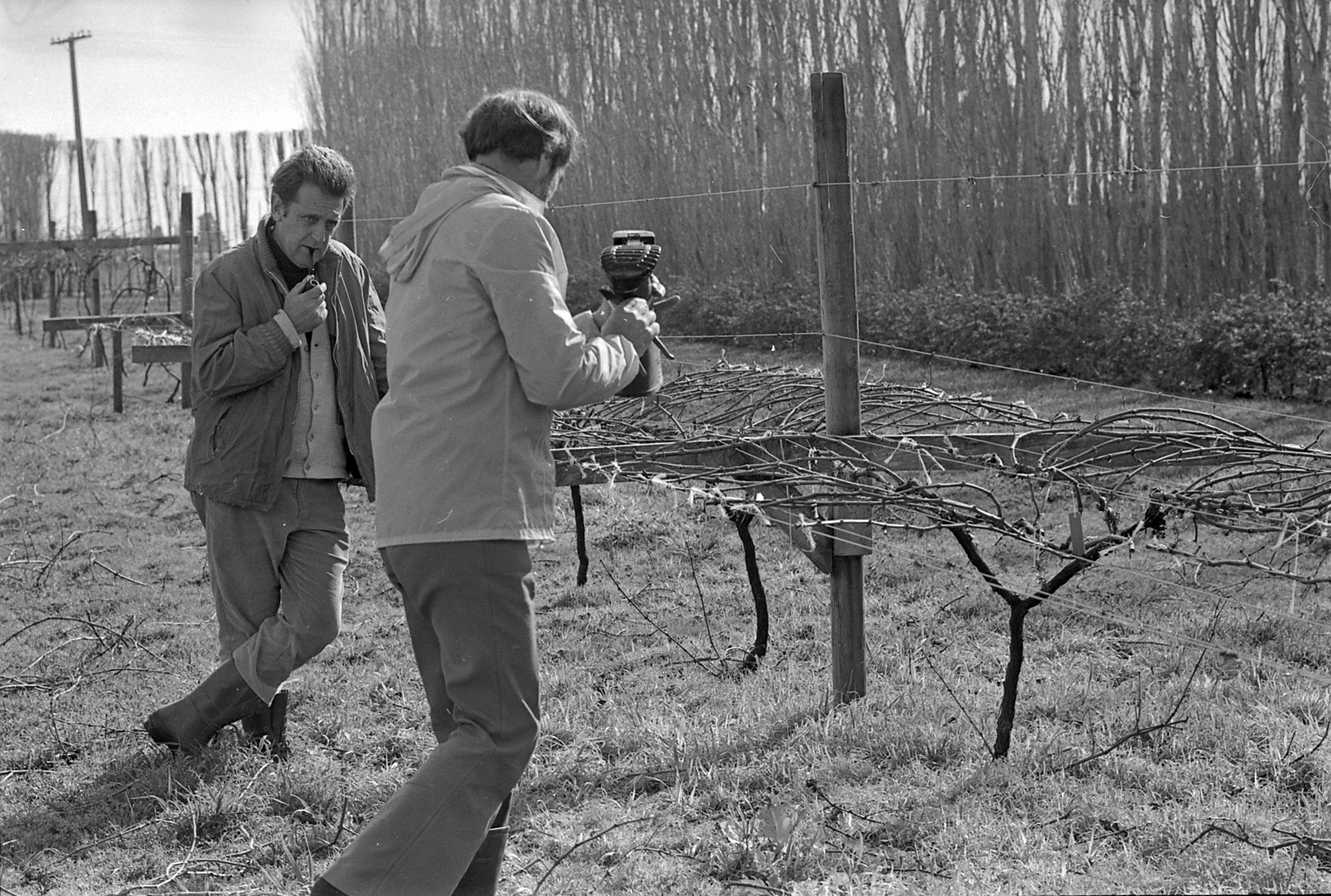 David Jackson training grapevines, Lincoln College vineyard, 16 September 1979 08