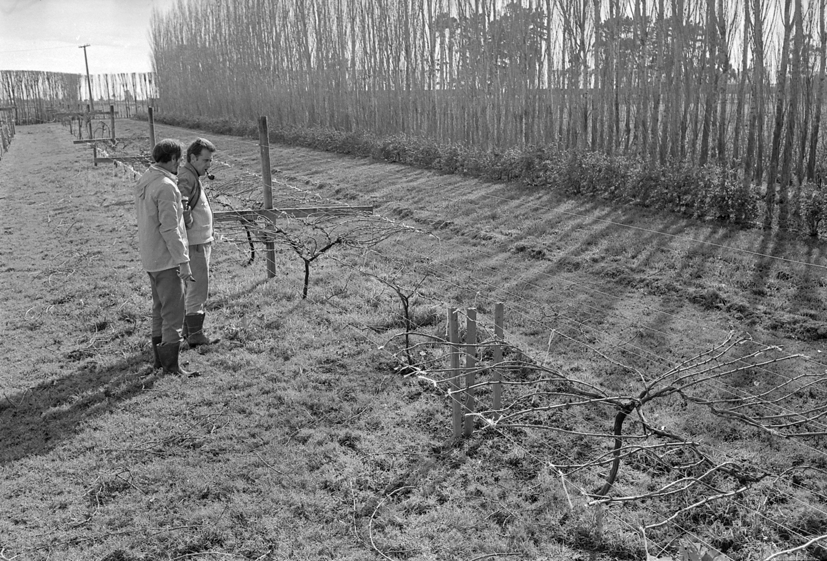 David Jackson training grapevines, Lincoln College vineyard, 16 September 1979 07