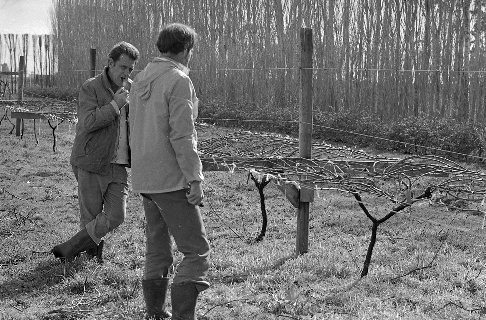 David Jackson training grapevines, Lincoln College vineyard, 16 September 1979 09
