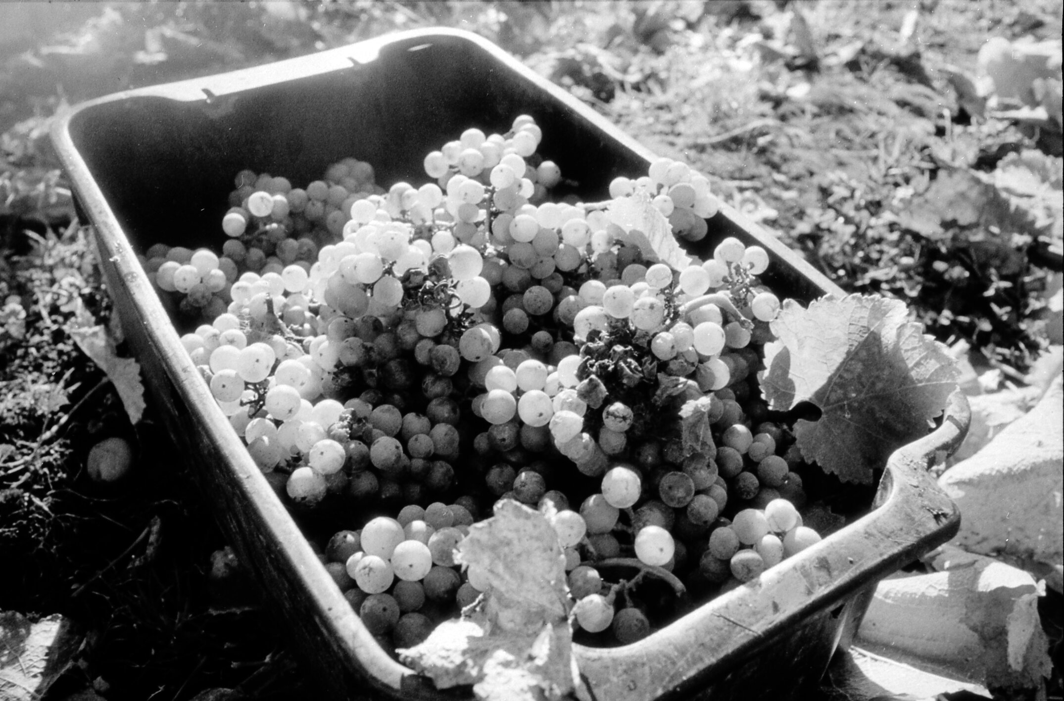 2360-1988 Wine Science PicturesD-A