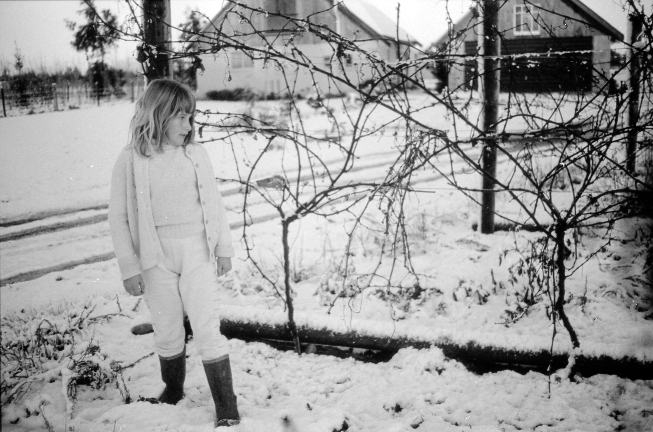 Lincoln College Winery and Vineyard in Winter, July 1988