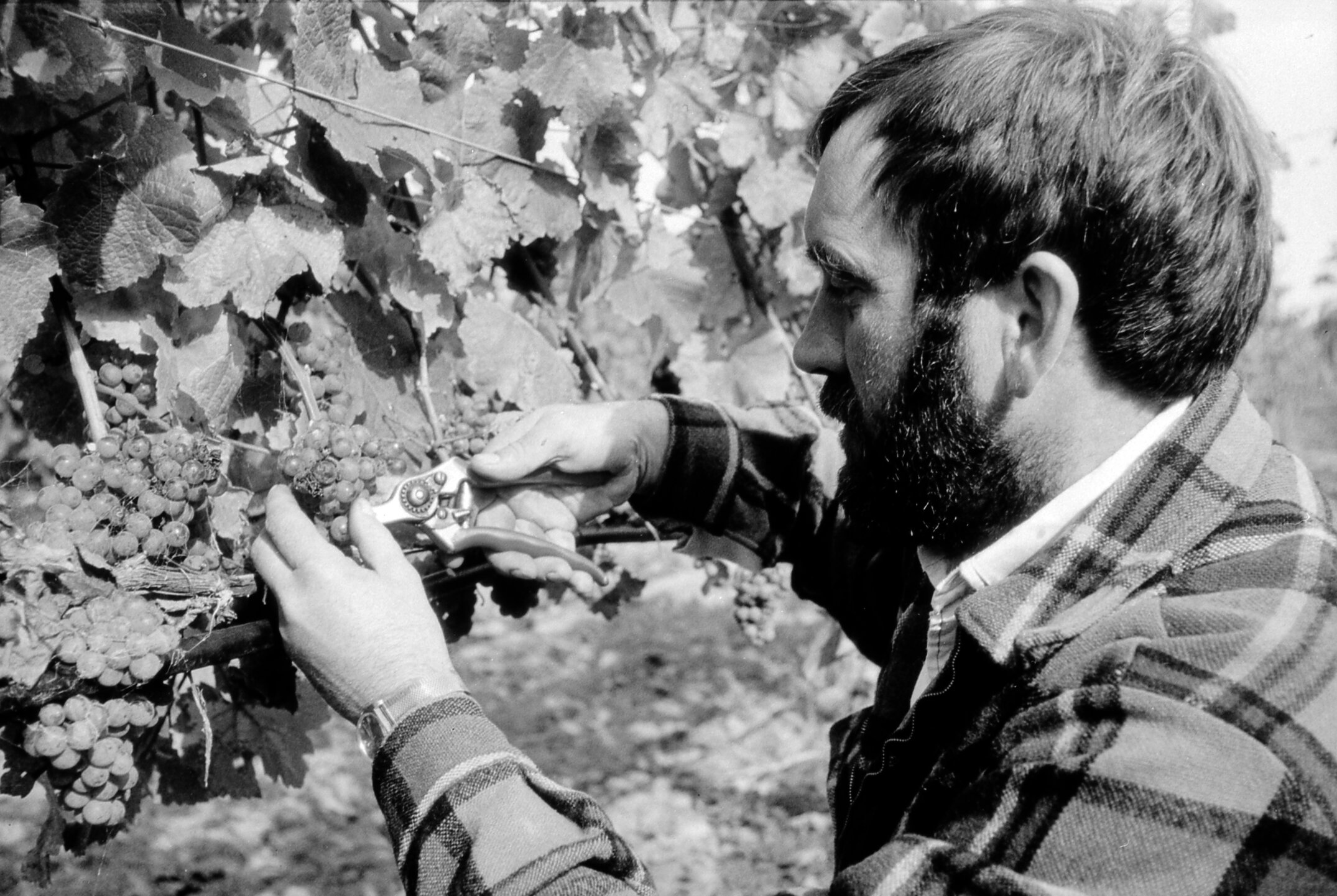 Grape harvest at Lincoln College Vineyard, July 1988