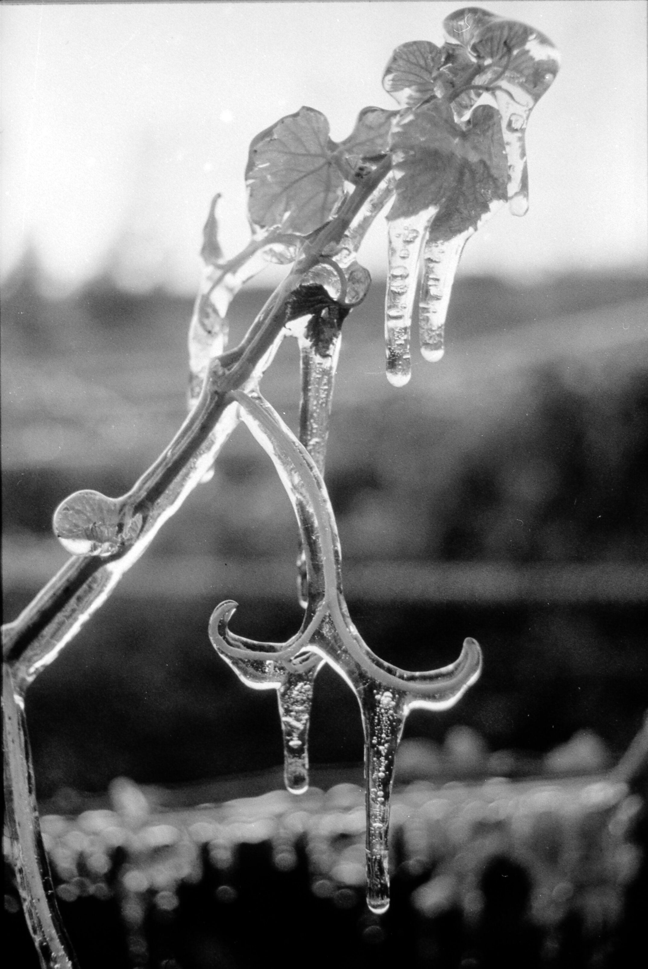 Ice-encased vine shoot during frost protection, Lincoln College Vineyard, July 1988