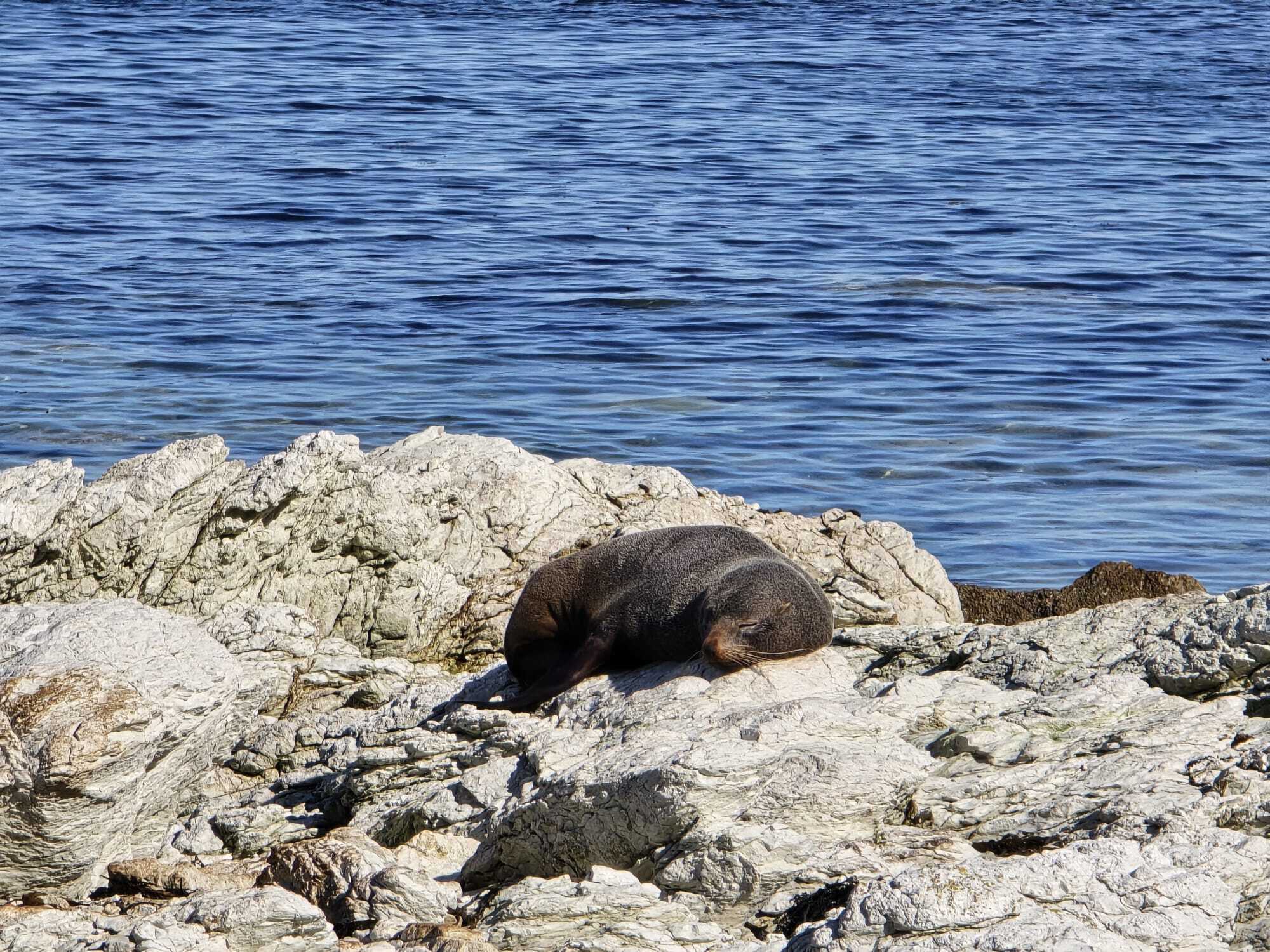 Kaikoura Seal Colony