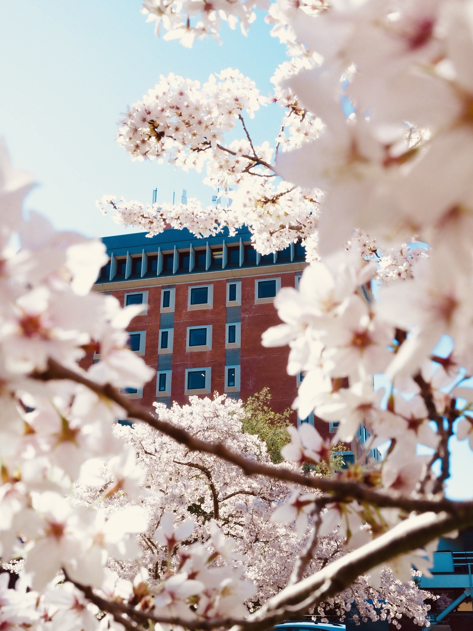 Forbes Building in cherry blossoms