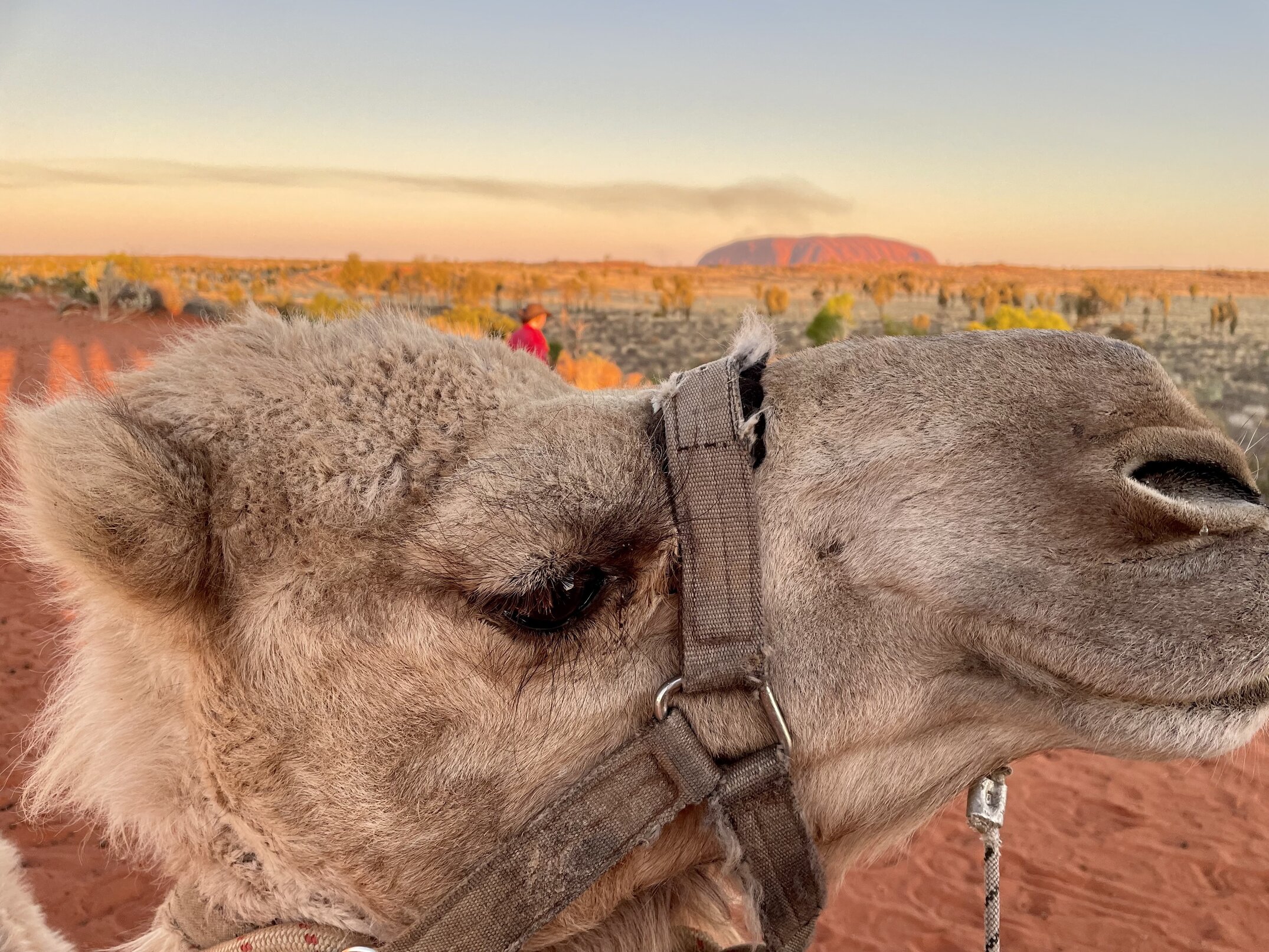 Camel and Uluru, Australia