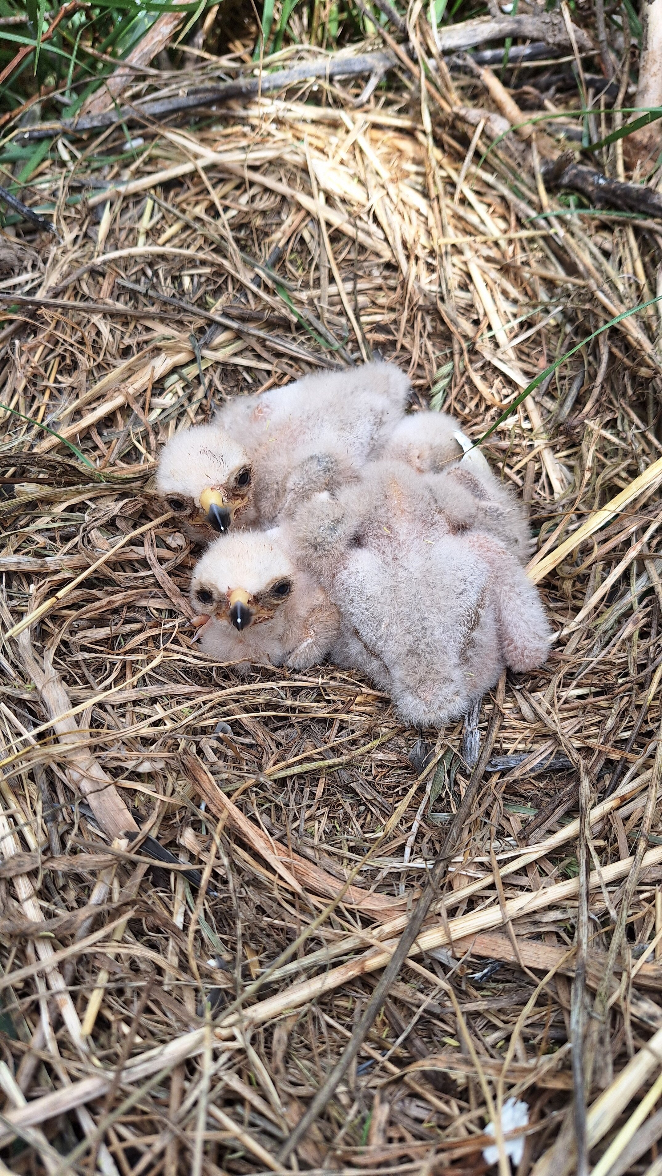Baby hawks found while roguing tall fescue