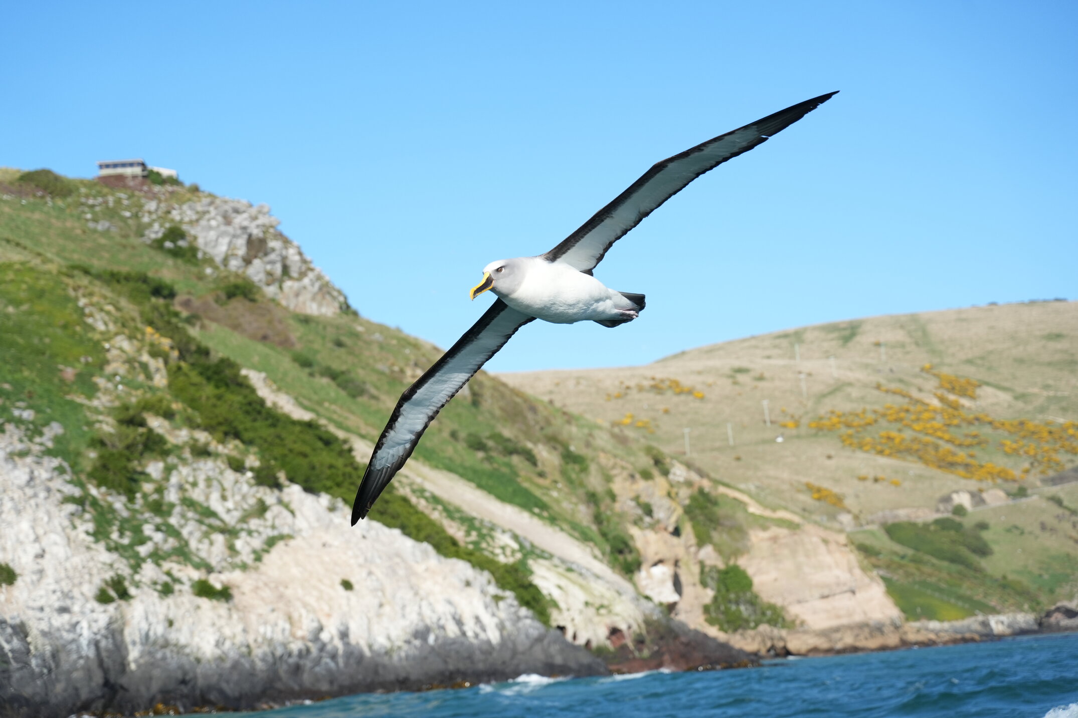 Albatross at Dunedin
