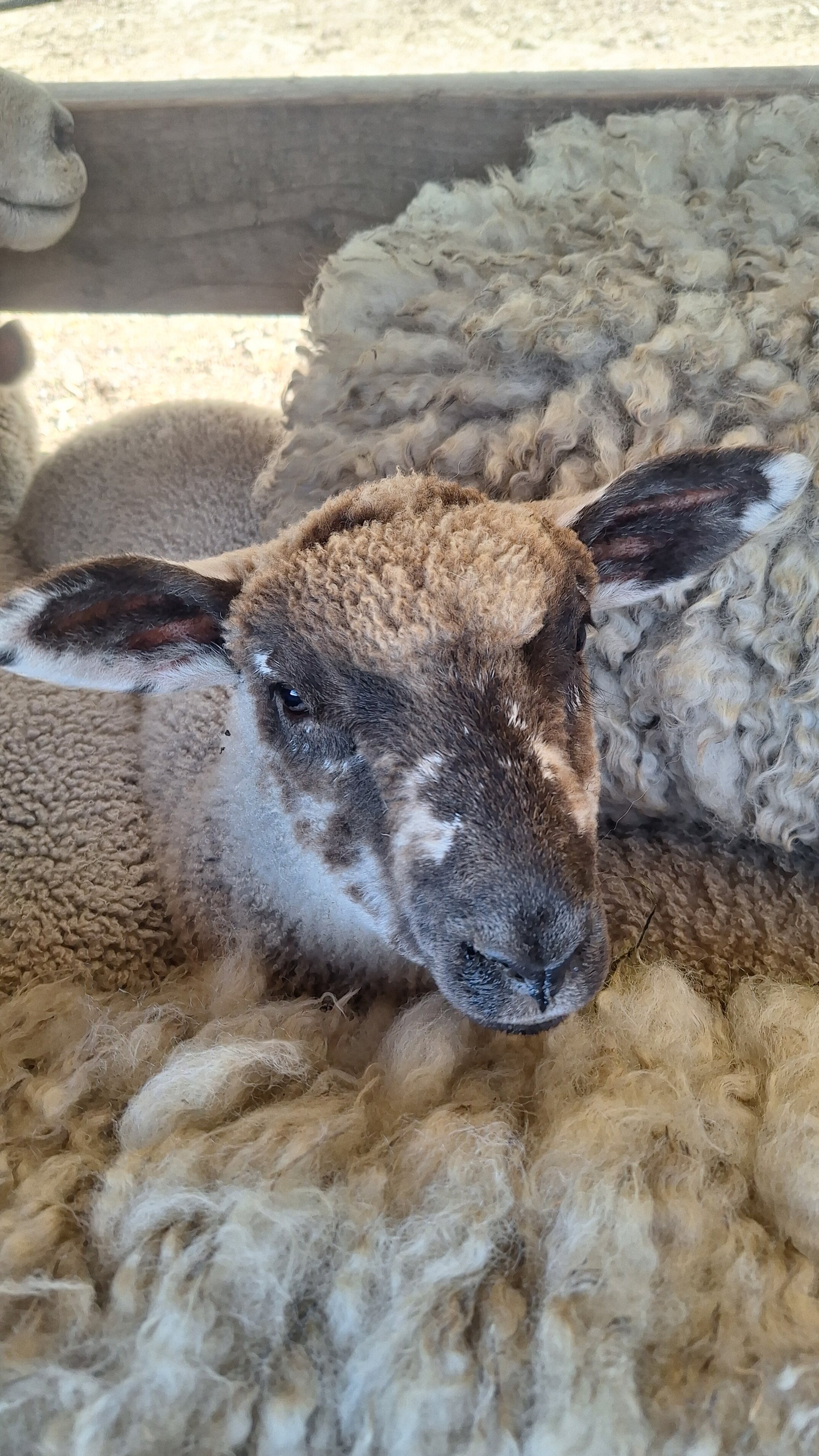 Beautiful patchy faced lamb