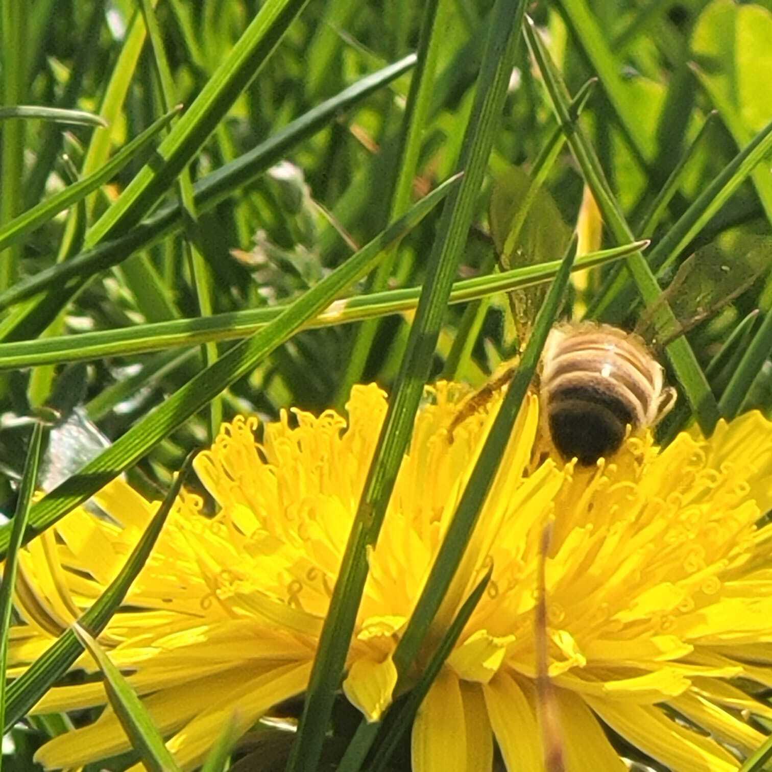 Buzzly the Bee in Spring, 2025