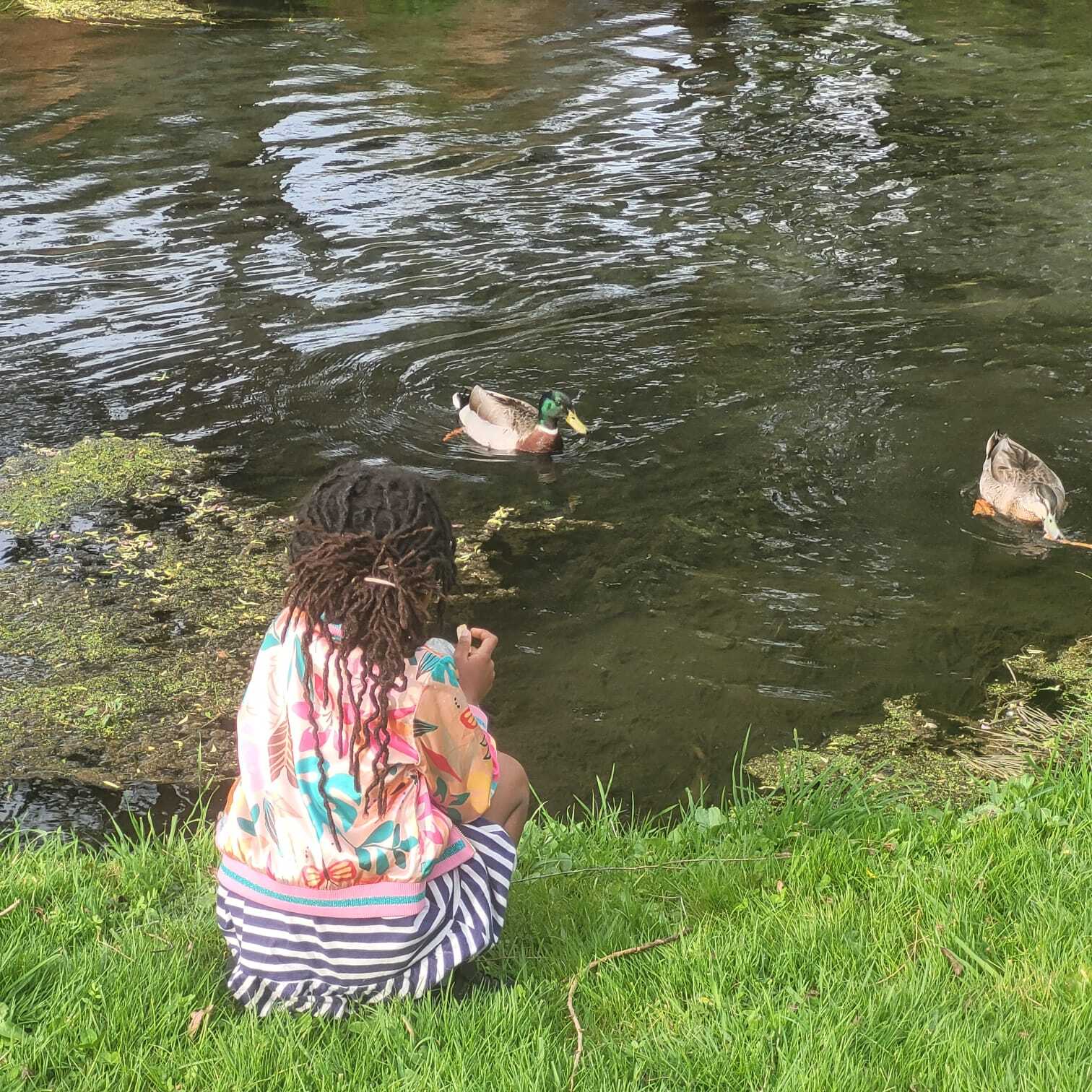Feeding the ducks, winter 2025