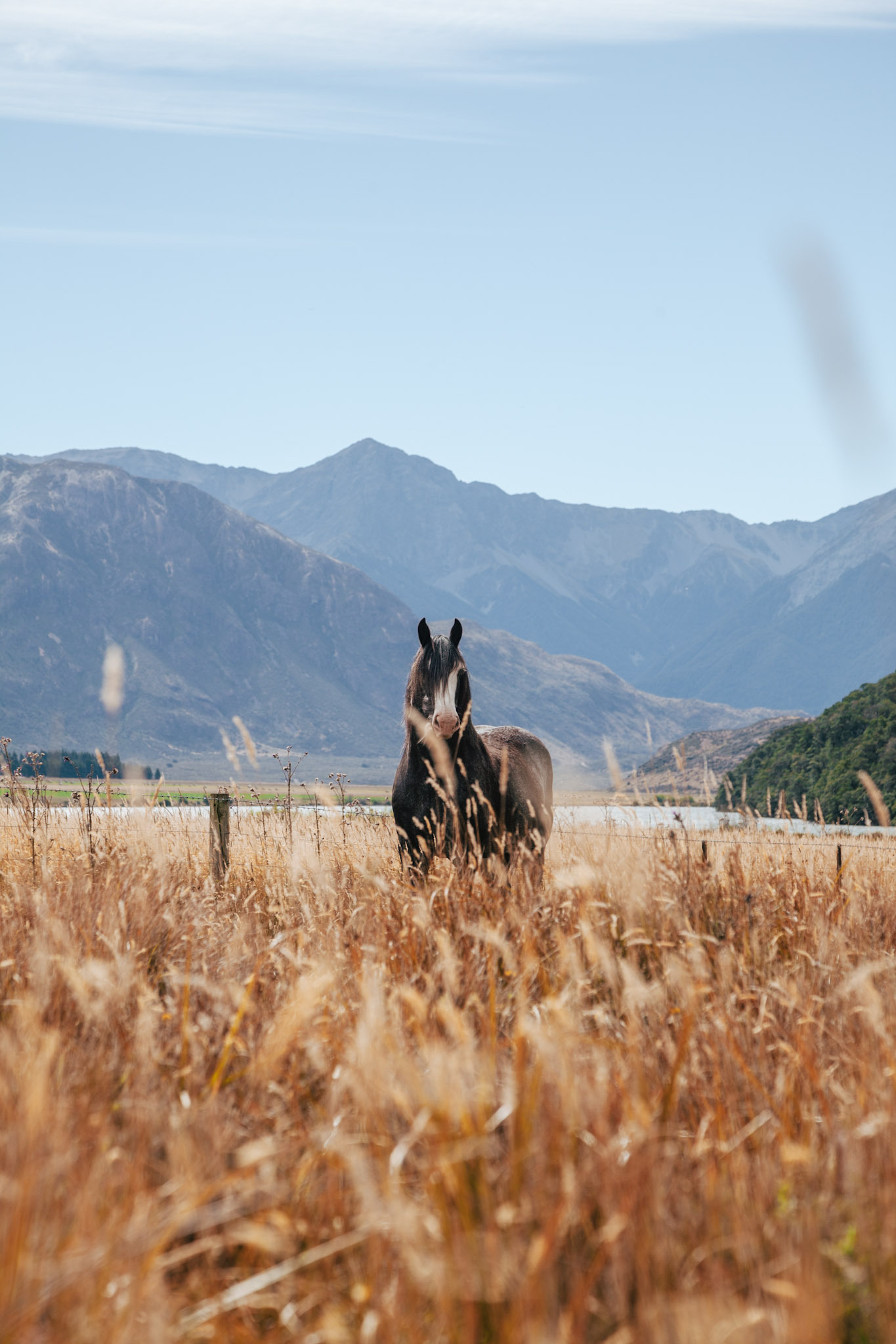My Clydesdale Stallion 