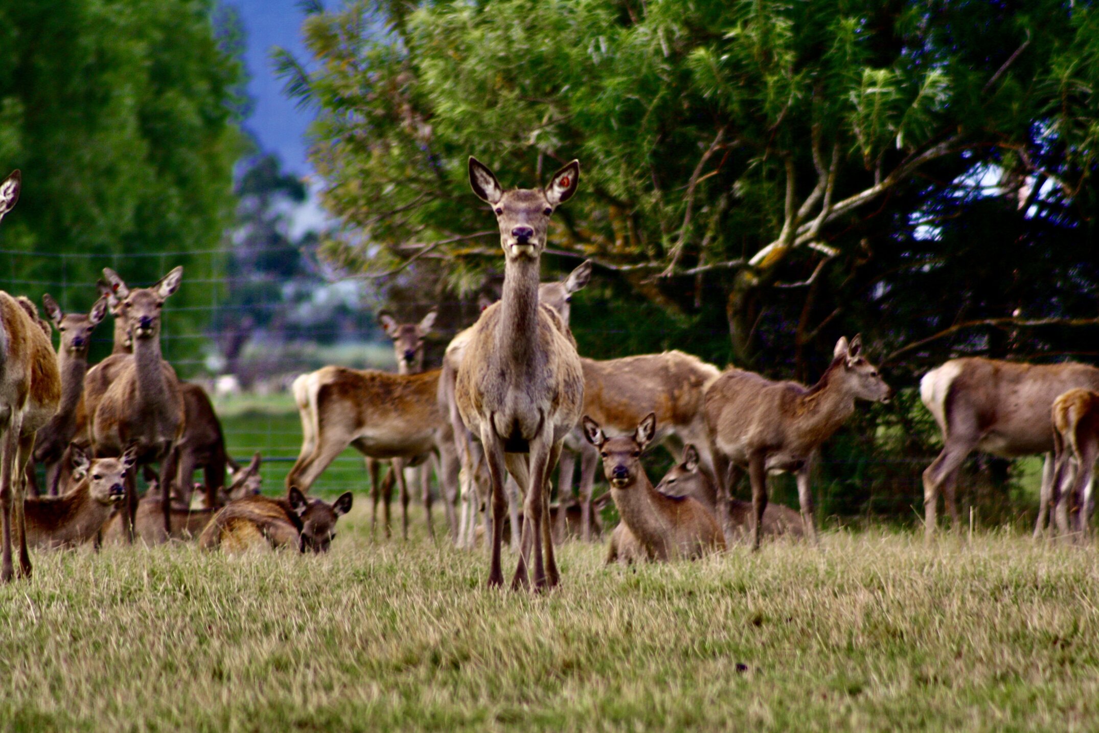 Deer Gathering in Grassy Clearing