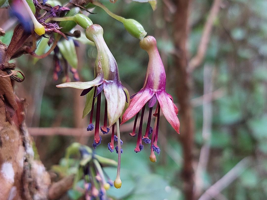 Native fuchsia flowers in Talbot Forest Scenic Reserve, a remnant lowland dry podocarp forest in Geraldine