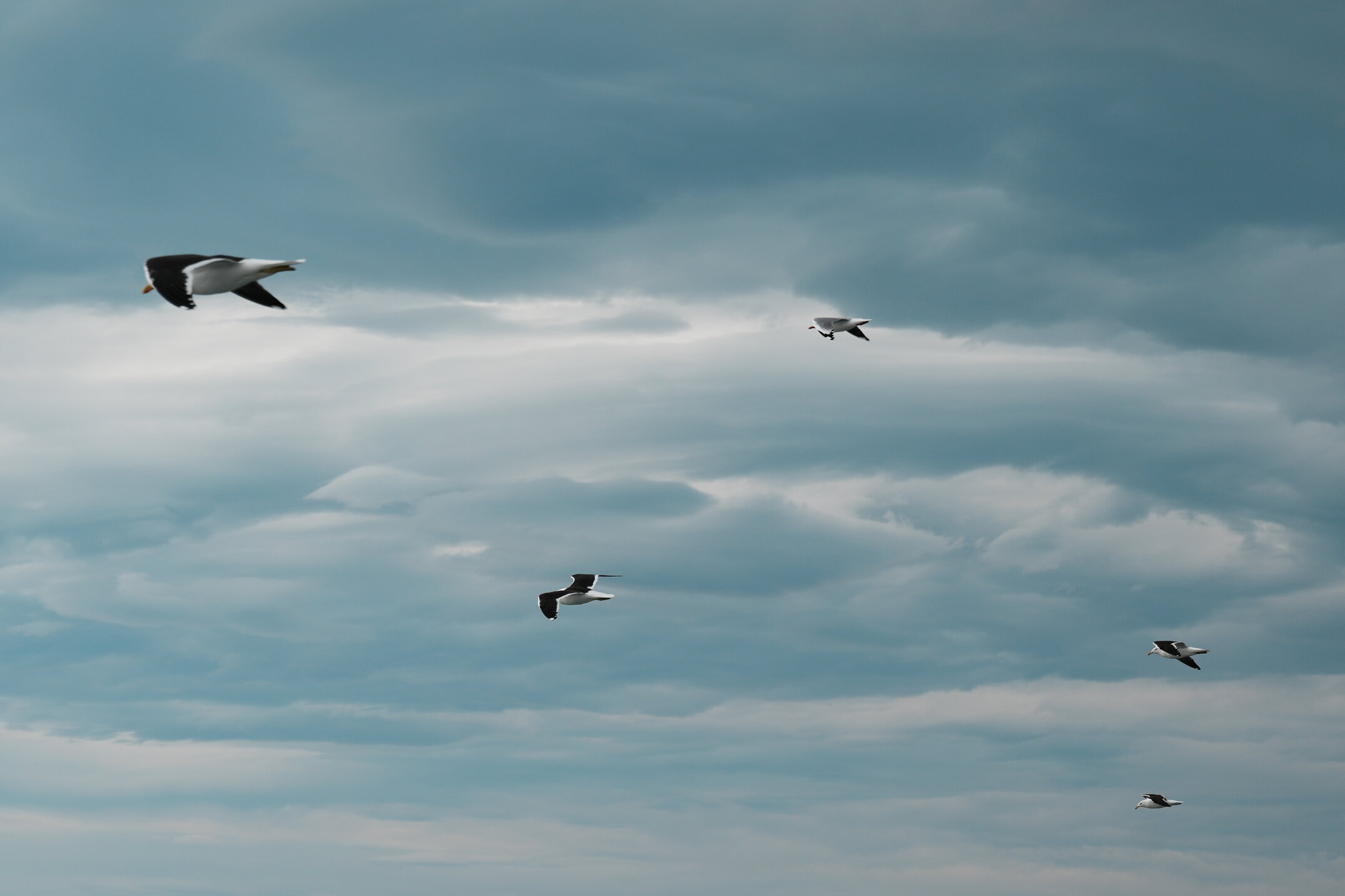 Seagulls cutting through strong coastal winds
