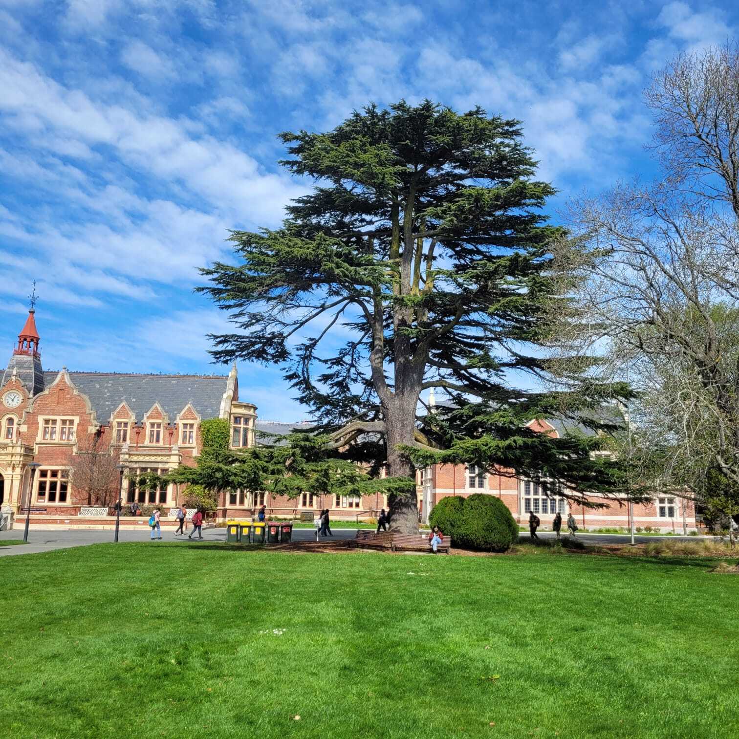 The iconic tree standing proudly by Ivey Hall, Lincoln University