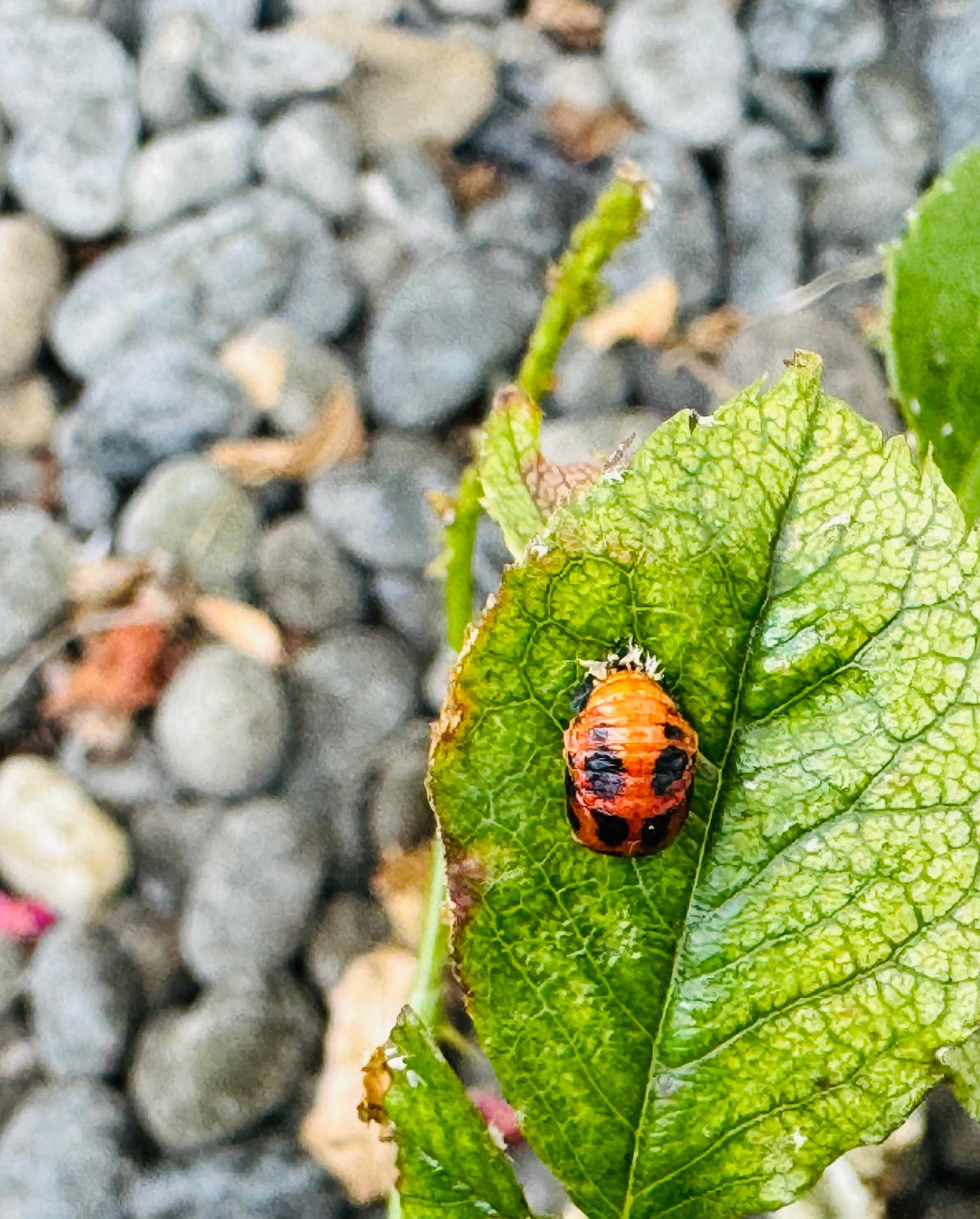 A pretty ladybird resting on a leaf edge&nbsp;