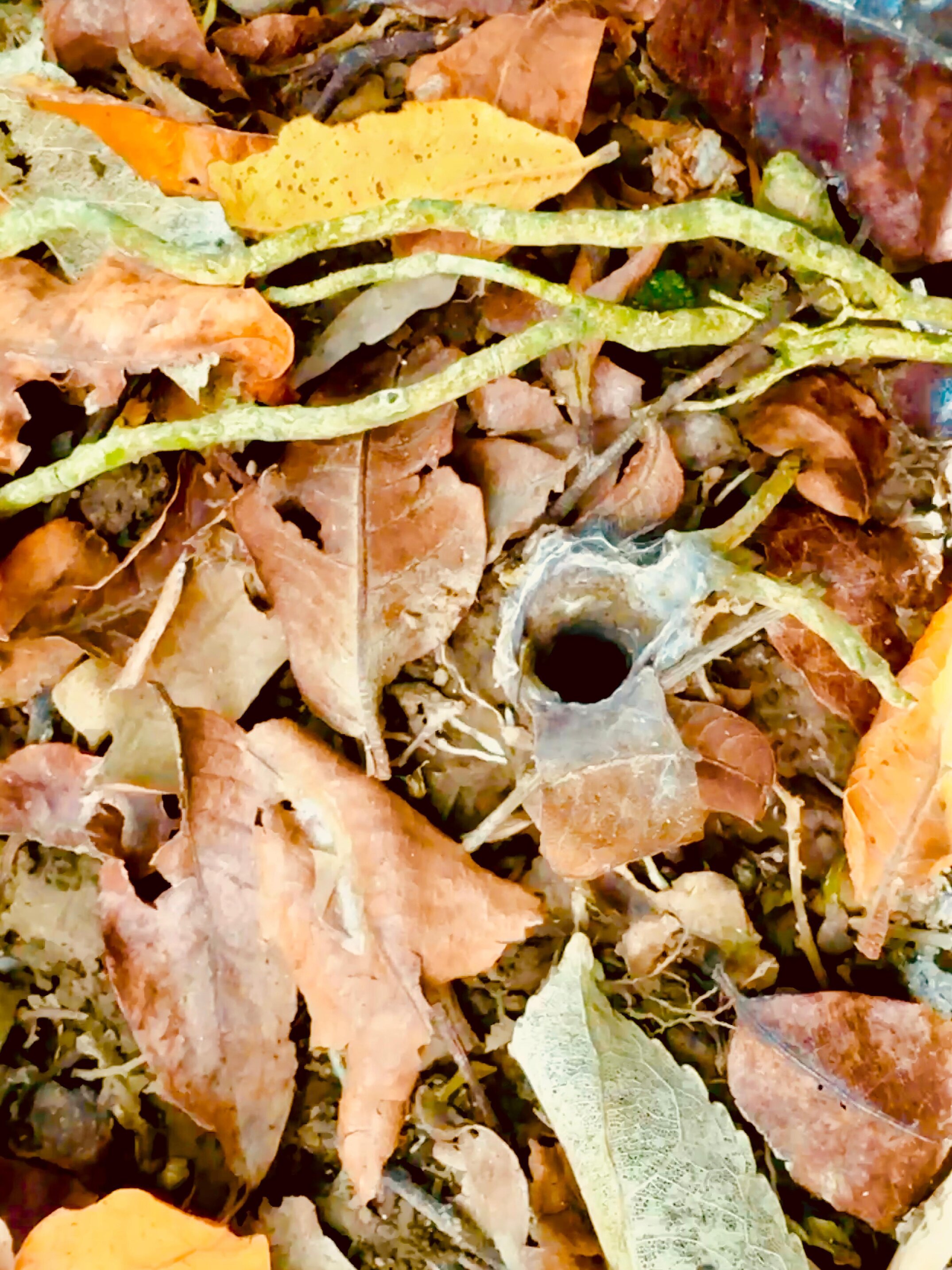 A doorway woven in silk and covered with leaves: a spider burrow of a ground-dwelling spider found at Kaituna Valley