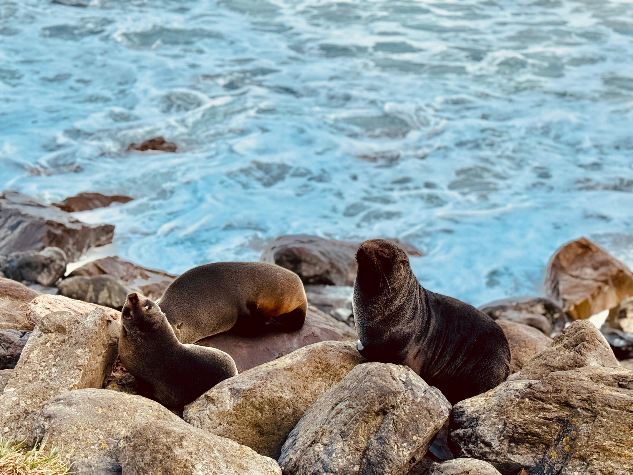 The seal trio: Kaikōura hosts one of New Zealand&rsquo;s important fur seal colonies and three seals were captured resting at the coast.&nbsp;