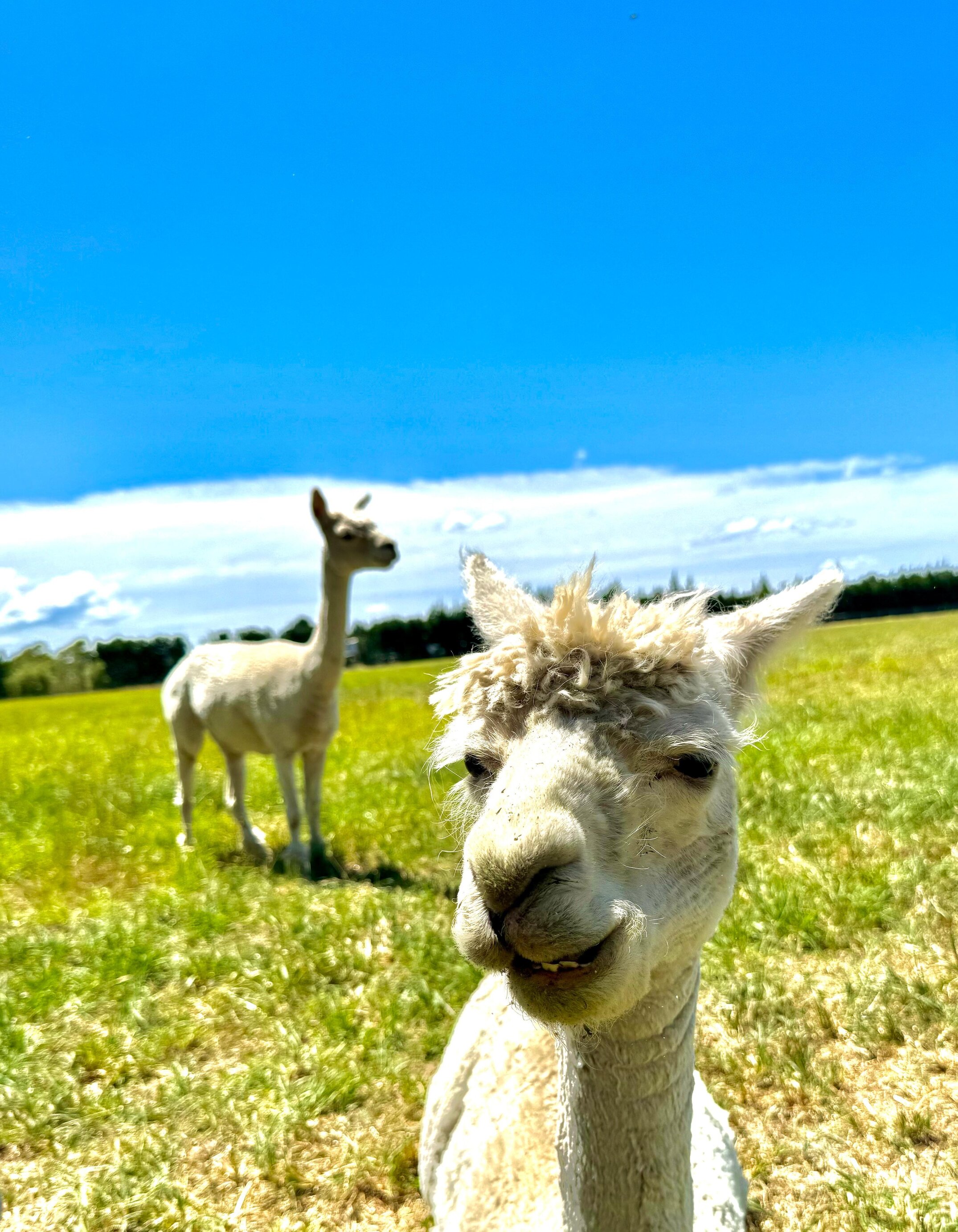 A cheeky alpaca smirk - it's giving a very judgmental eye contact&nbsp;