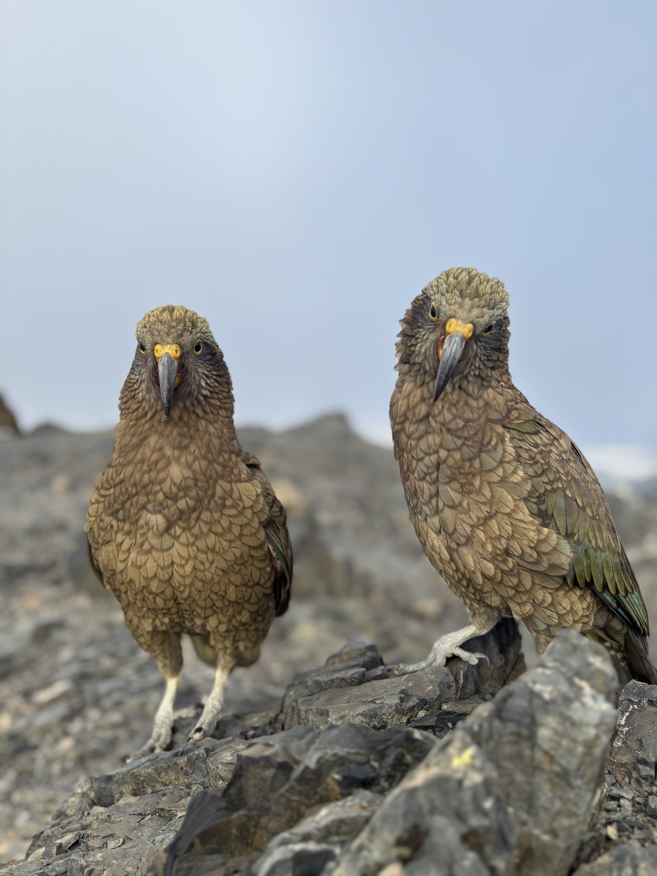 A juvenile kea stopping for a romp around on top of Avalanche Peak, Arthur&rsquo;s Pass. 
