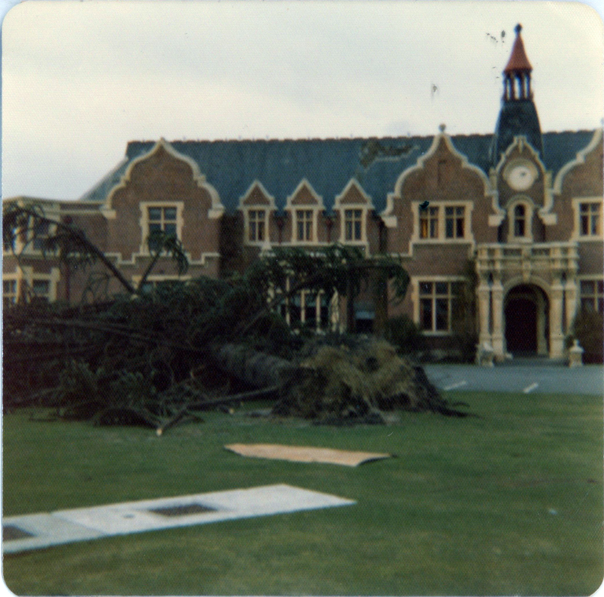 Storm Damage to Monkey Puzzle Tree Outside Ivey Hall (1 August 1975) 02