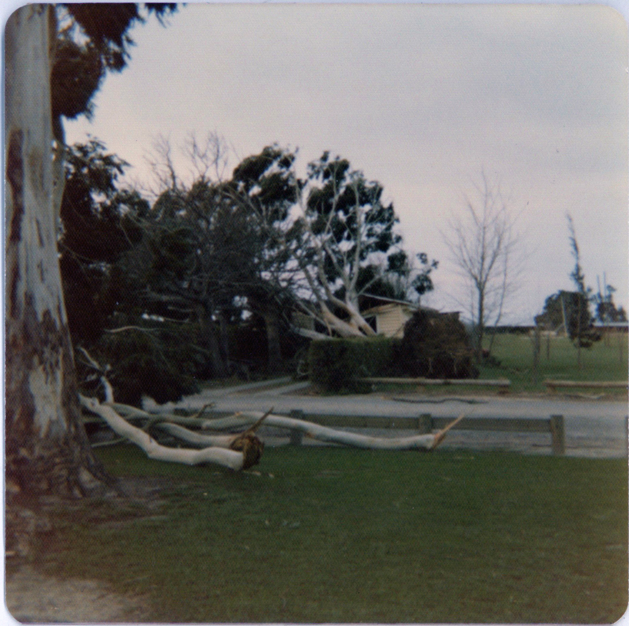 Fallen Trees After Storm at Lincoln College, 1 August 1975