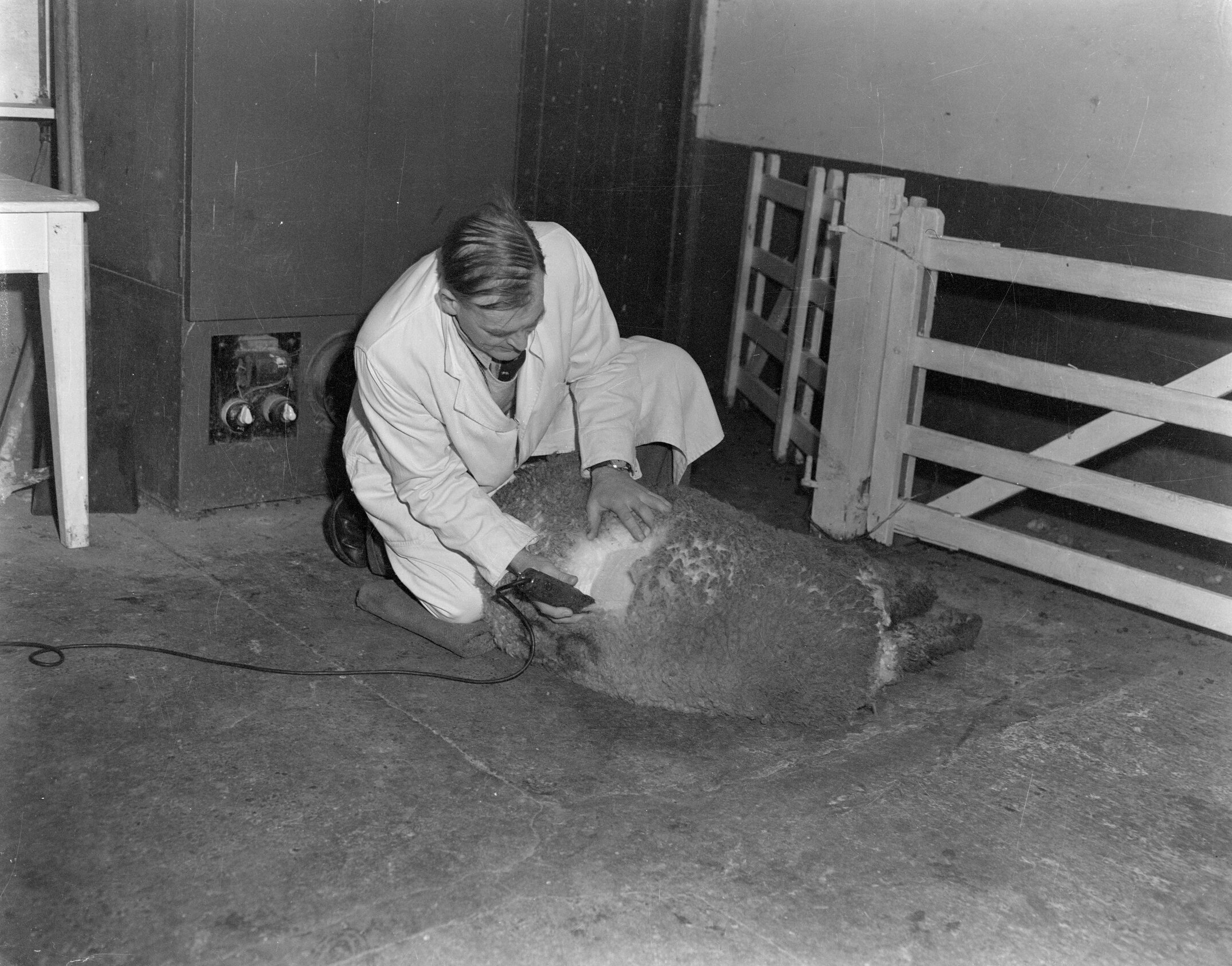 D.S. Hart demonstrates sheep shearing (Blackmore Neg 5953)