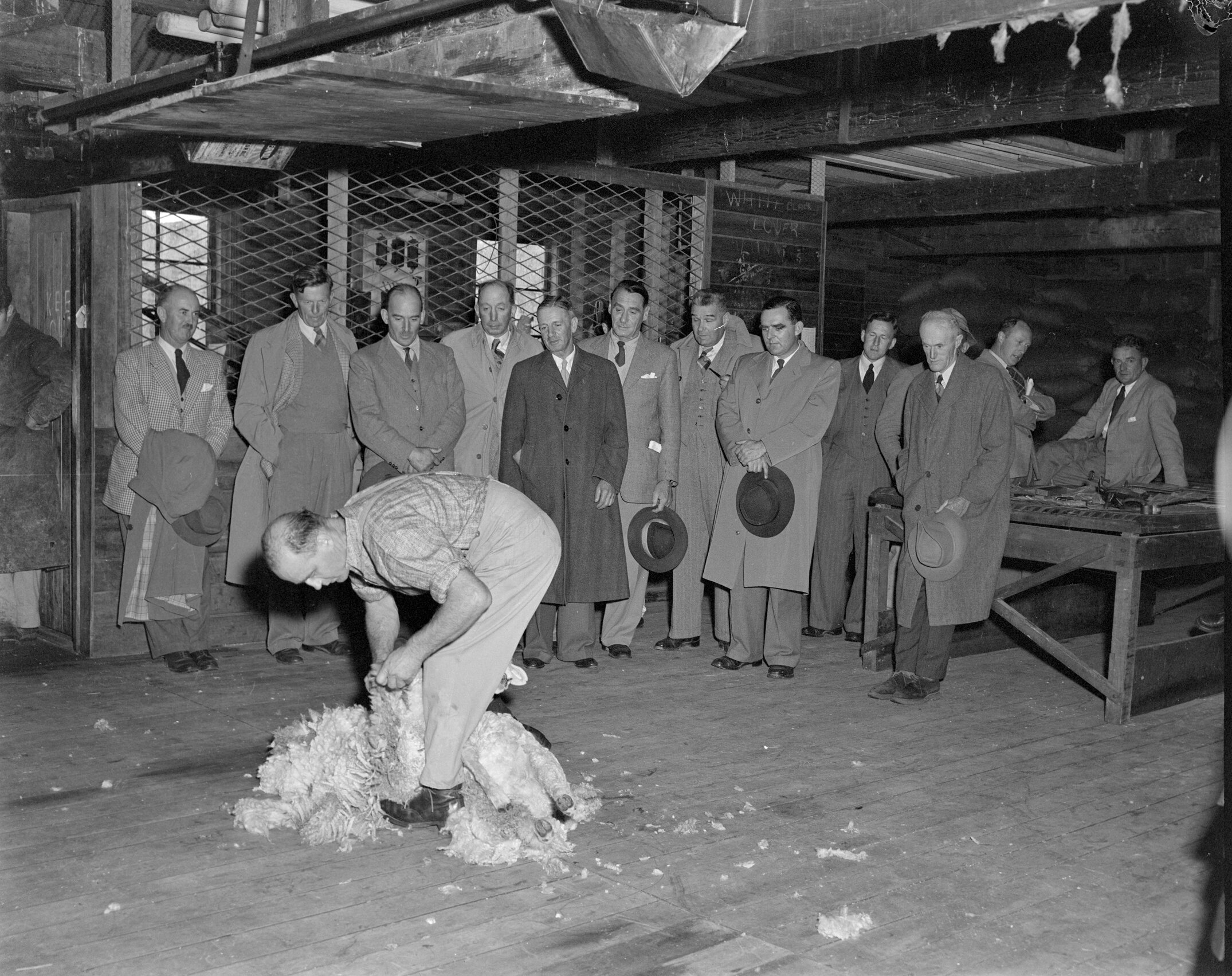 A sheep shearing demonstration in the 1960s (Blackmore Neg 5972)