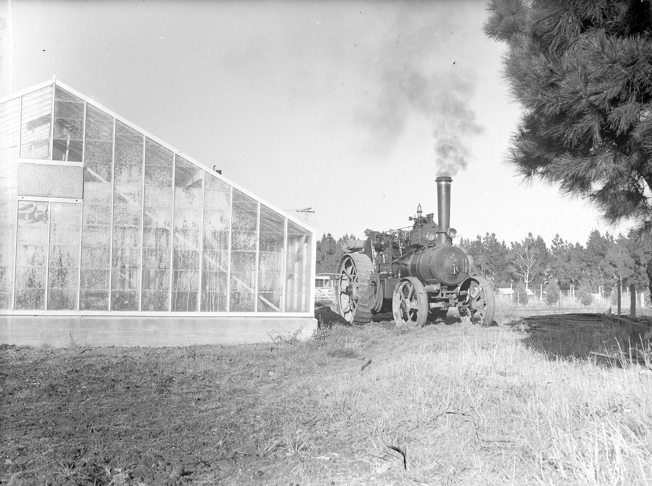 Steam traction engine beside glasshouse, 1960s (Blackmore Neg 5975)
