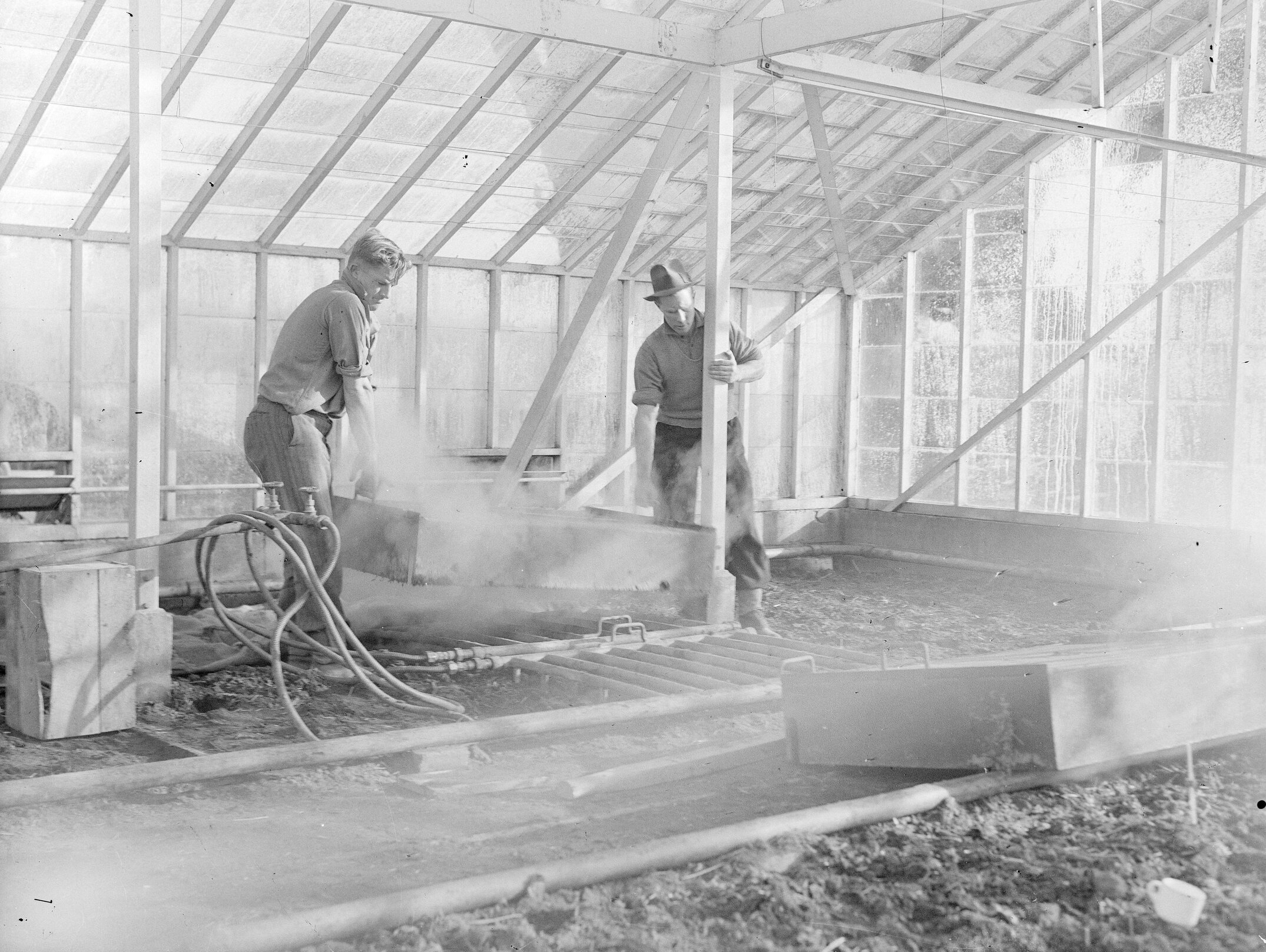 Steam sterilisation of glasshouse soil c1960 (Blackmore Neg 5978)
