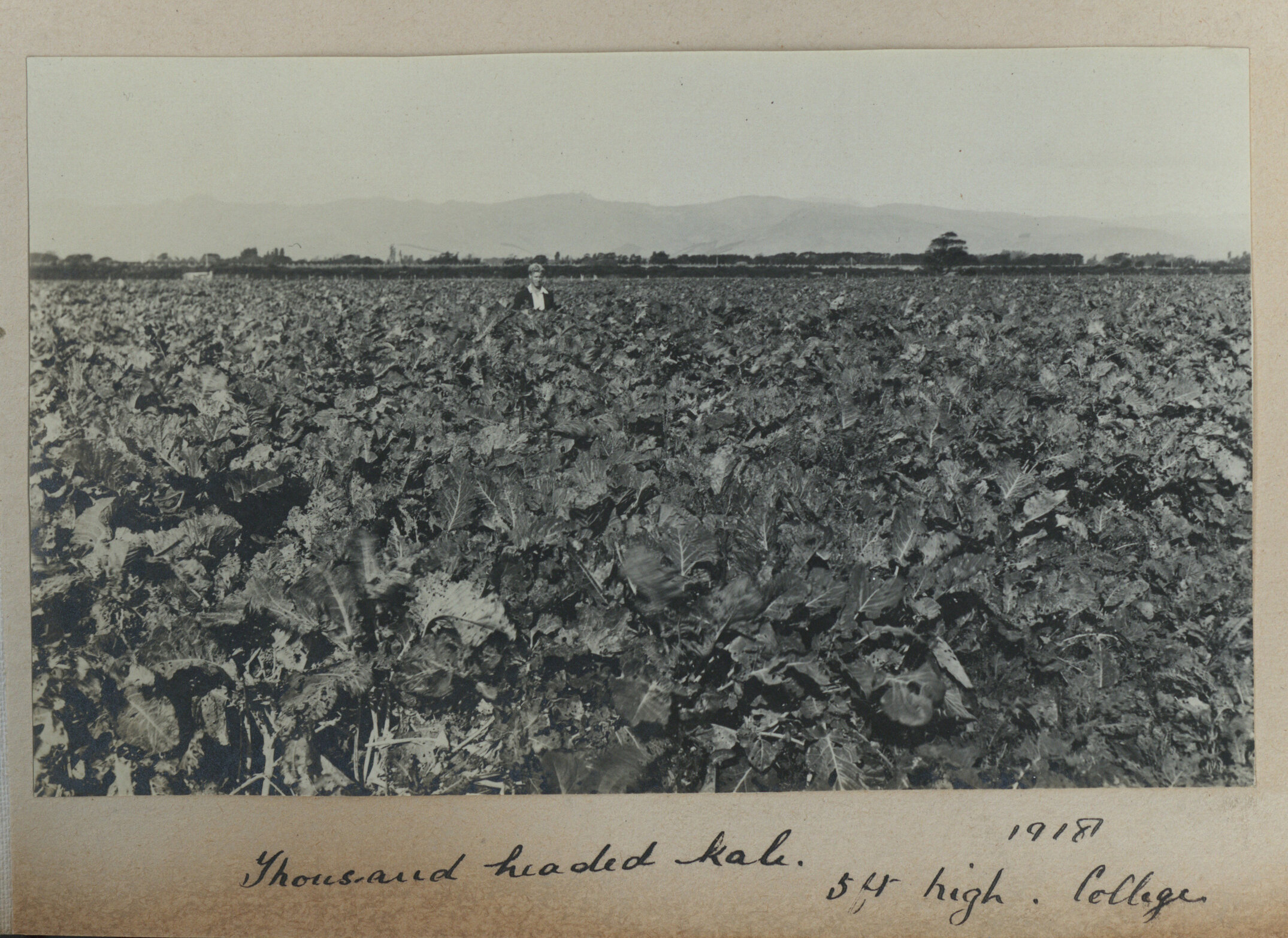 Lincoln Farm - Thousand headed kale 1918