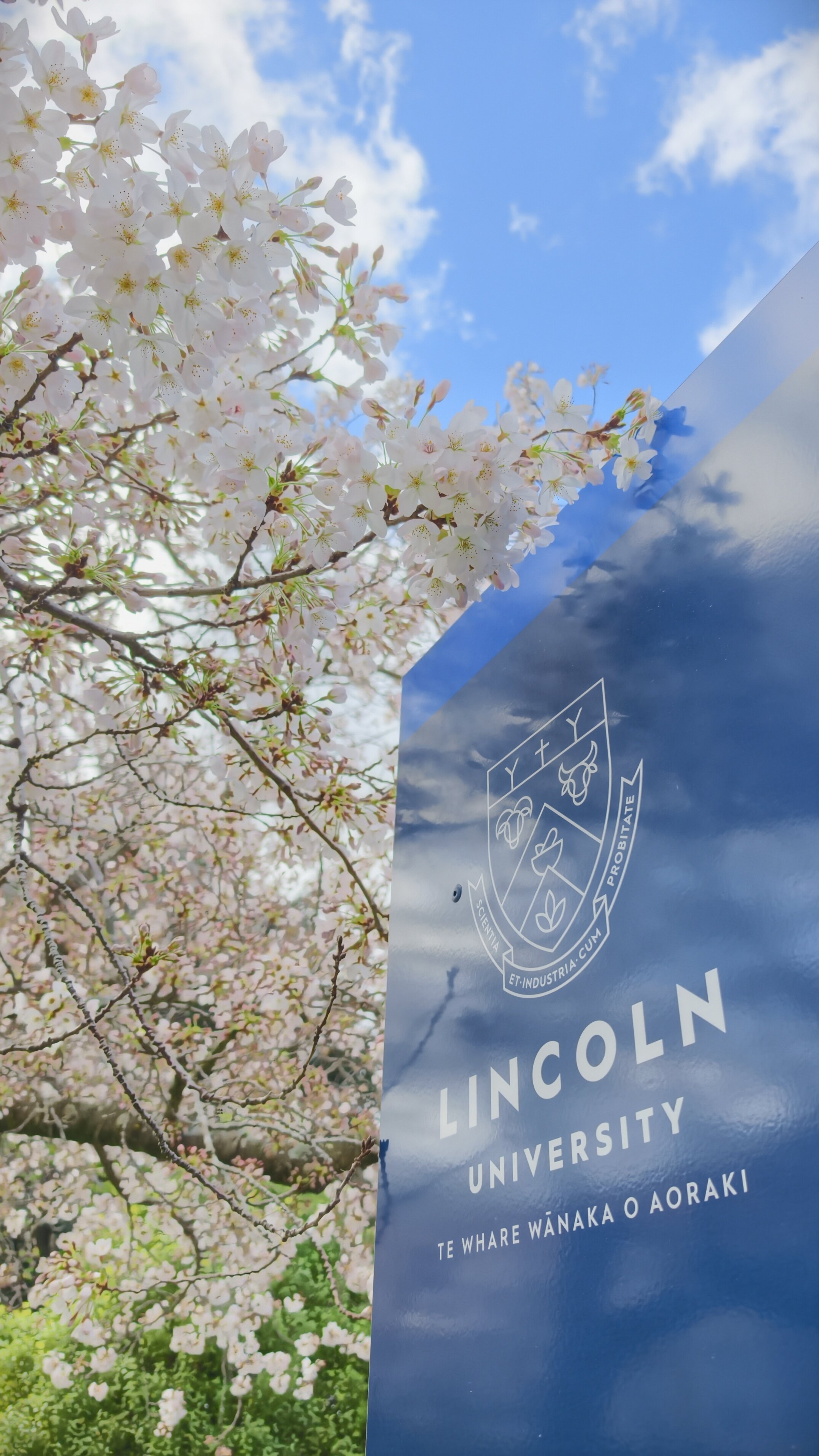 Cherry Blossoms at Lincoln University