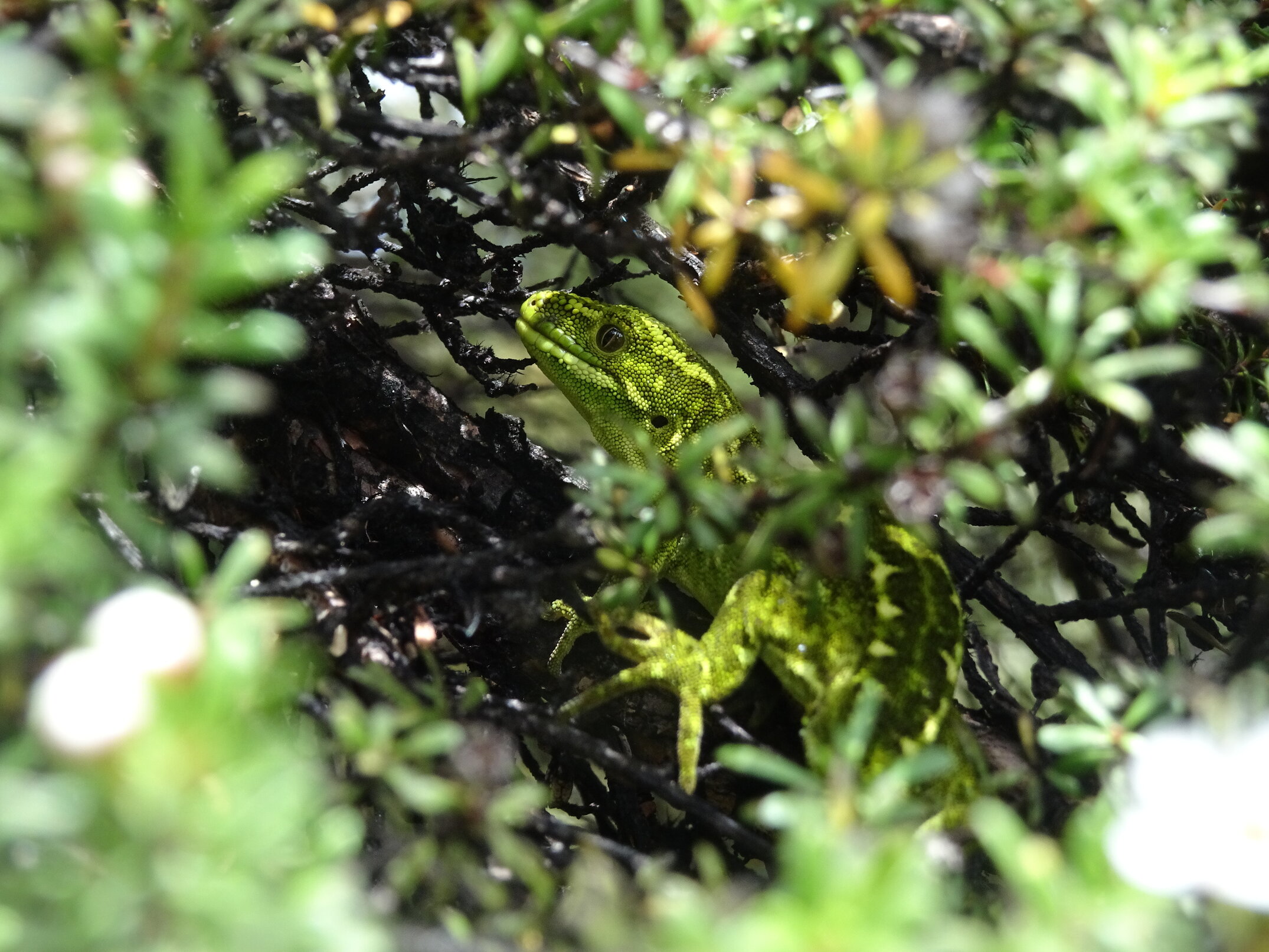 Hidden in the branches, a West Coast green gecko enjoying a pocket full of sunshine.