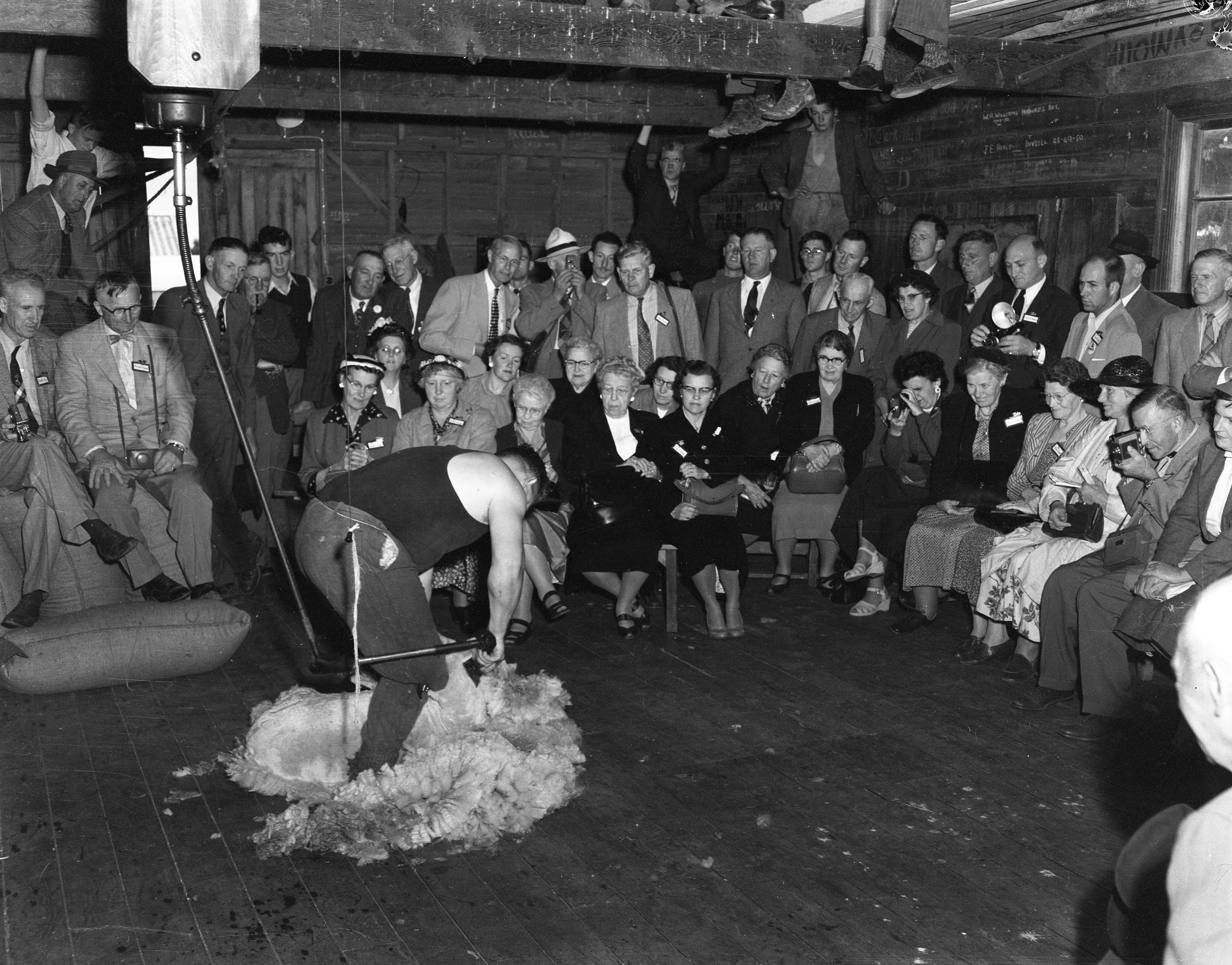 Canterbury Agricultural College shearing demonstration