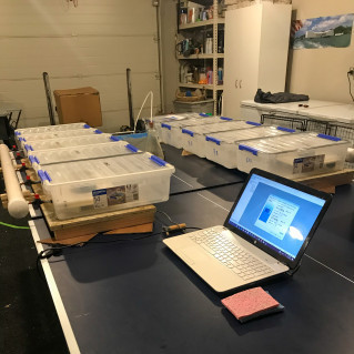 Julie's garage research experiment during COVID lockdown