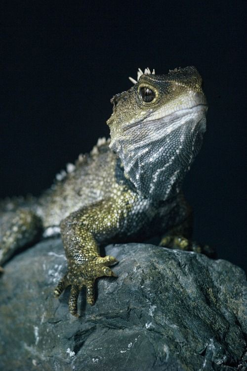 Tuatara Male
