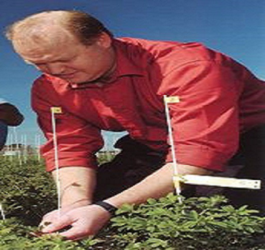 Dr Derrick Moot checks a lucerne trial