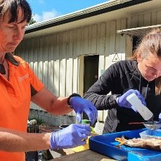 Katie Coster (right) and DOC Biodiversity Ranger Joe Carson dissect stoats as part of a research project.