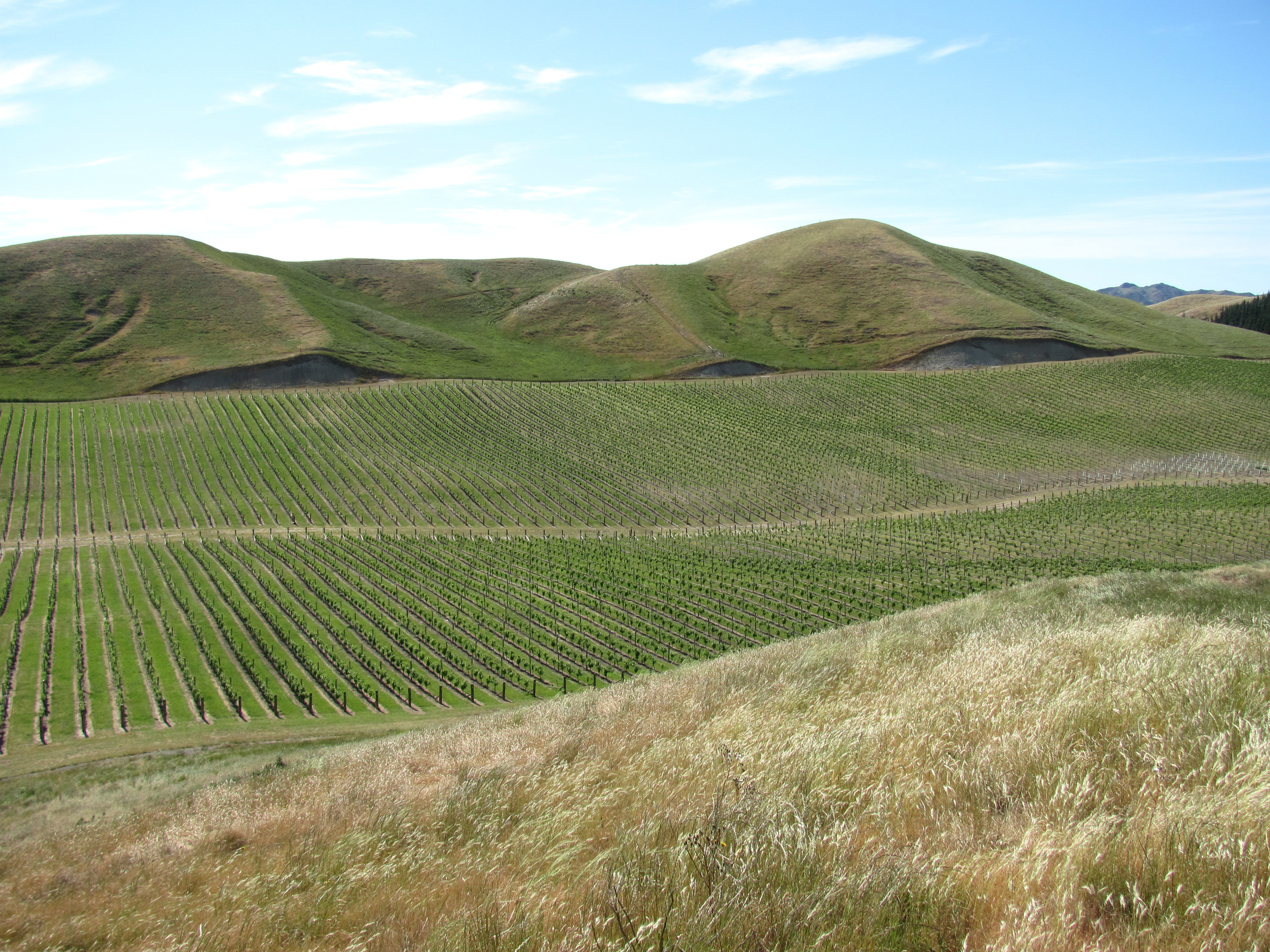 A vineyard in the Awatere Valley . The large cuts visible in the hillside are the result of recontouring processes.