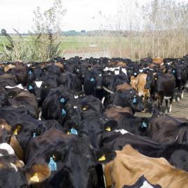 Telford dairy herd