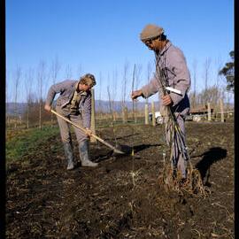 1986 Planting trees at Lincoln Springs Orchard 01