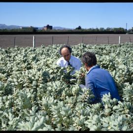 The Director of University Farms, Tony Whatman (left), and the farm manager, John McCartin, 1987 01