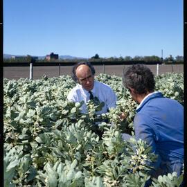 The Director of University Farms, Tony Whatman (left), and the farm manager, John McCartin, 1987 02