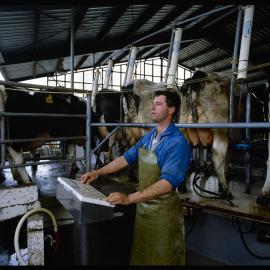 At the control panel in the rotary milking shed on the Lincoln University dairy farm is Sean Calvert, September 1991 01